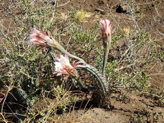 Cereus aethiops