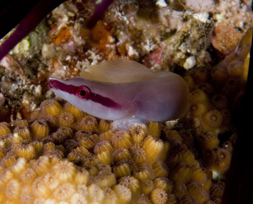Lepadichthys frenatus observed 2014-02-28