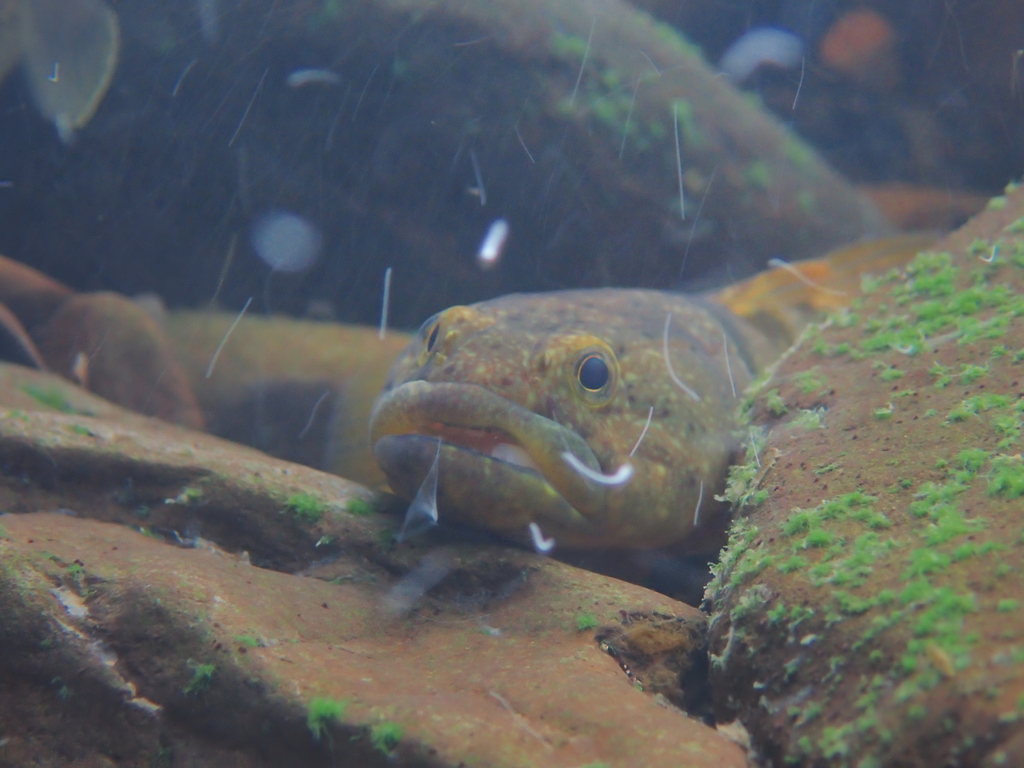 Throat-Spine Gudgeon