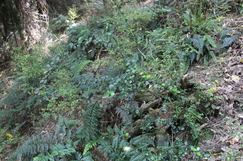 Berberis darwinii