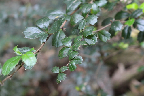 Berberis darwinii