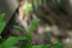 Maroonhood (Pterostylis areolata)