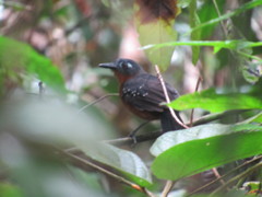 Myrmelastes hyperythrus