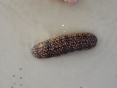 Holothuria princeps