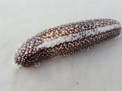 Holothuria princeps
