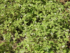 Solanum tweedianum
