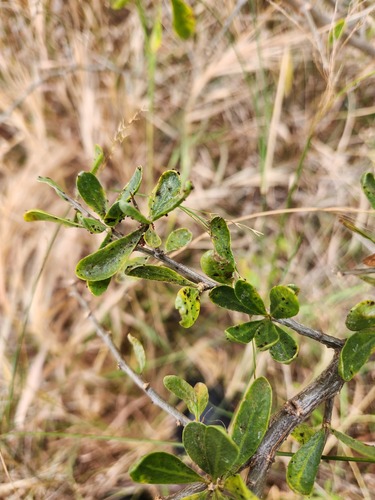 Puccinia rapipes