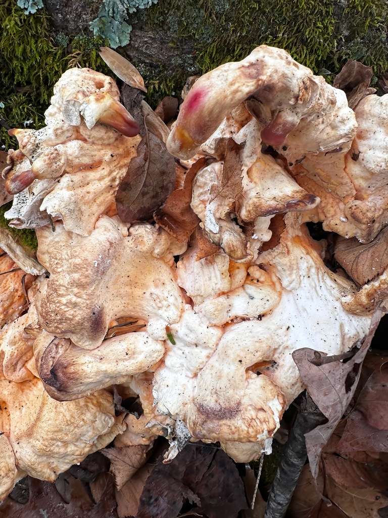 Laetiporus cincinnatus · November 2025 · photo: © christatrails (iNaturalist, cc-by)
