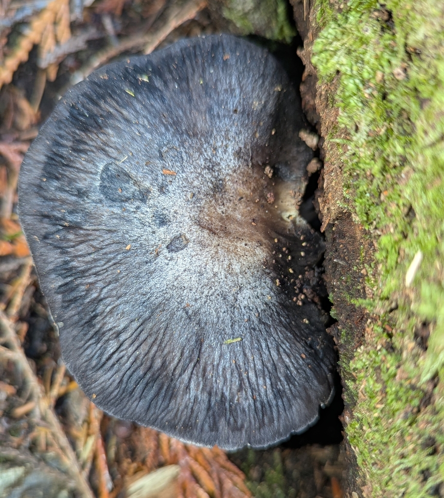 Entoloma medianox · November 2025 · photo: © benkeen (iNaturalist, cc0)