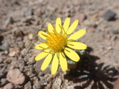 Trichocline caulescens