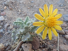 Trichocline caulescens