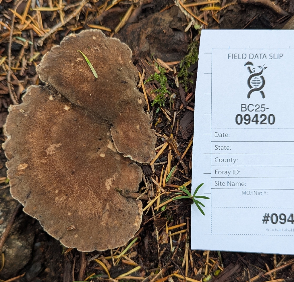 Jahnoporus hirtus · November 2025 · photo: © benkeen (iNaturalist, cc0)