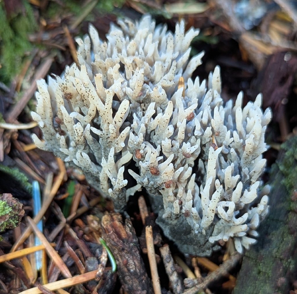 Clavulina sp. 'cinerea-PNW02' · November 2025 · photo: © benkeen (iNaturalist, cc0)