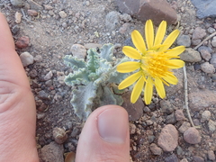 Trichocline caulescens