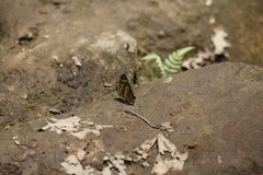 Symbrenthia hypselis