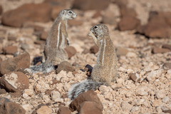 Damara Ground Squirrel photo 4