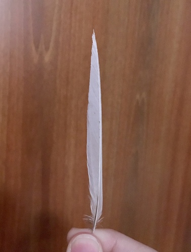Plume de Bergeronnette des ruisseaux