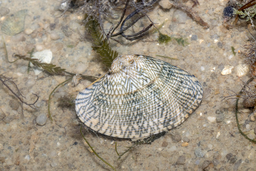 Paphia gallus, 2025-11-07