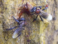 Geniotrigona thoracica