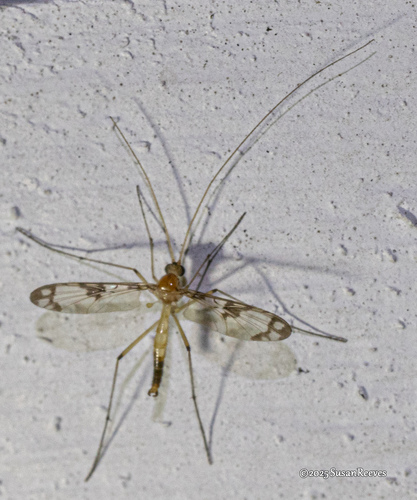 Unknown species found near Lipscomb,Orange County, NC