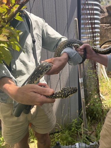 Diamond Python sighting