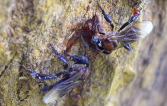 Geniotrigona thoracica