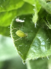 Macrosiphum euphorbiae
