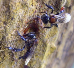 Geniotrigona thoracica