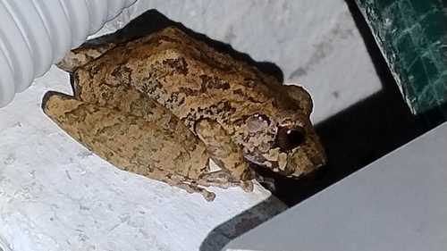 Pristimantis medemi