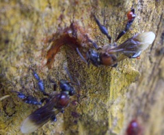 Geniotrigona thoracica