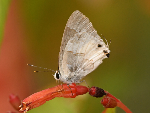 White Scrub-Hairstreak photo 5