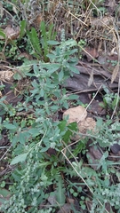 Chenopodium album