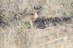 Sylvicapra grimmia caffra