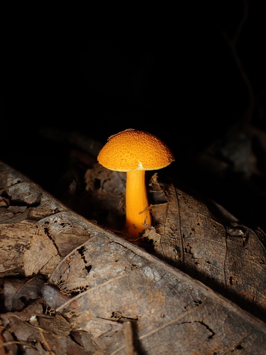 Aureoboletus auriflammeus