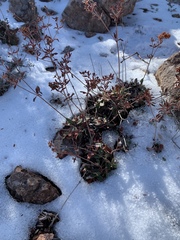 Eriogonum wootonii