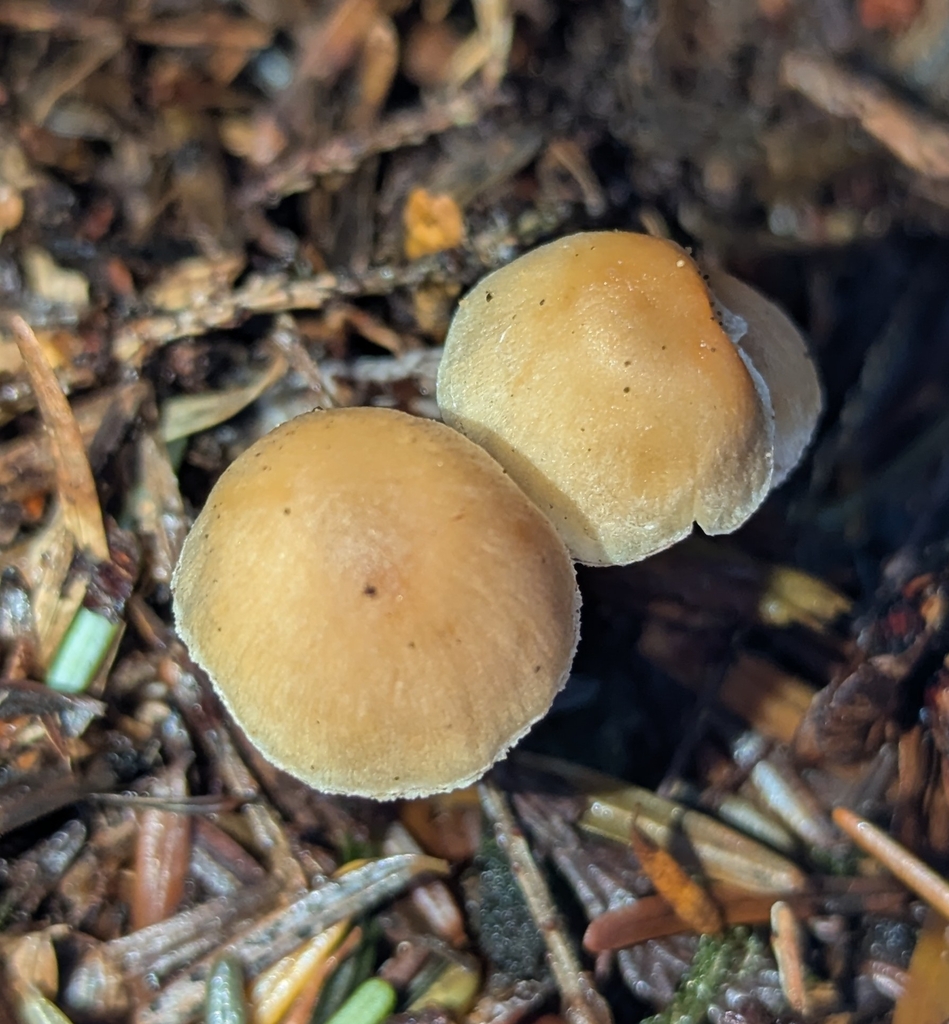 Hypholoma dispersum