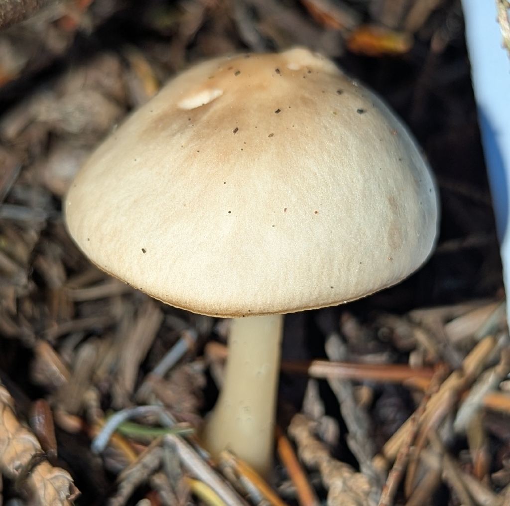 Rhodocollybia asema · November 2025 · photo: © benkeen (iNaturalist, cc0)