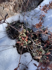 Eriogonum wootonii