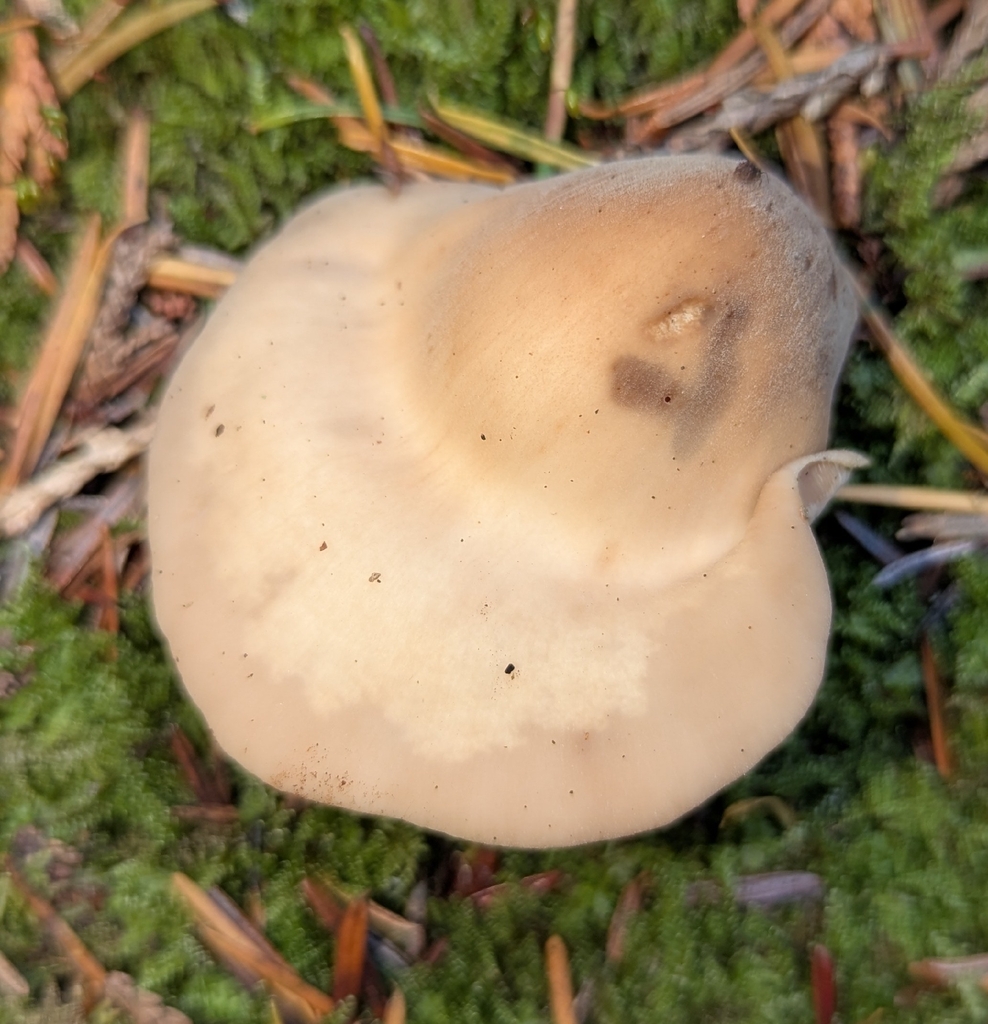 Lentinellus ursinus · November 2025 · photo: © benkeen (iNaturalist, cc0)