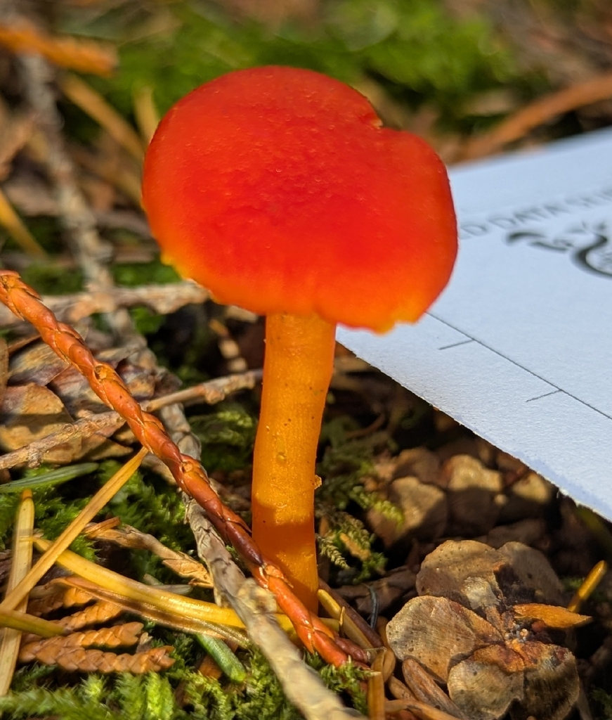 Hygrocybe constans · November 2025 · photo: © benkeen (iNaturalist, cc0)
