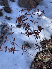 Eriogonum wootonii