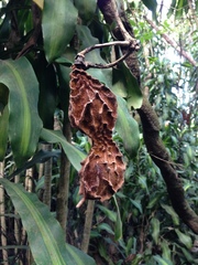 Mucuna monticola