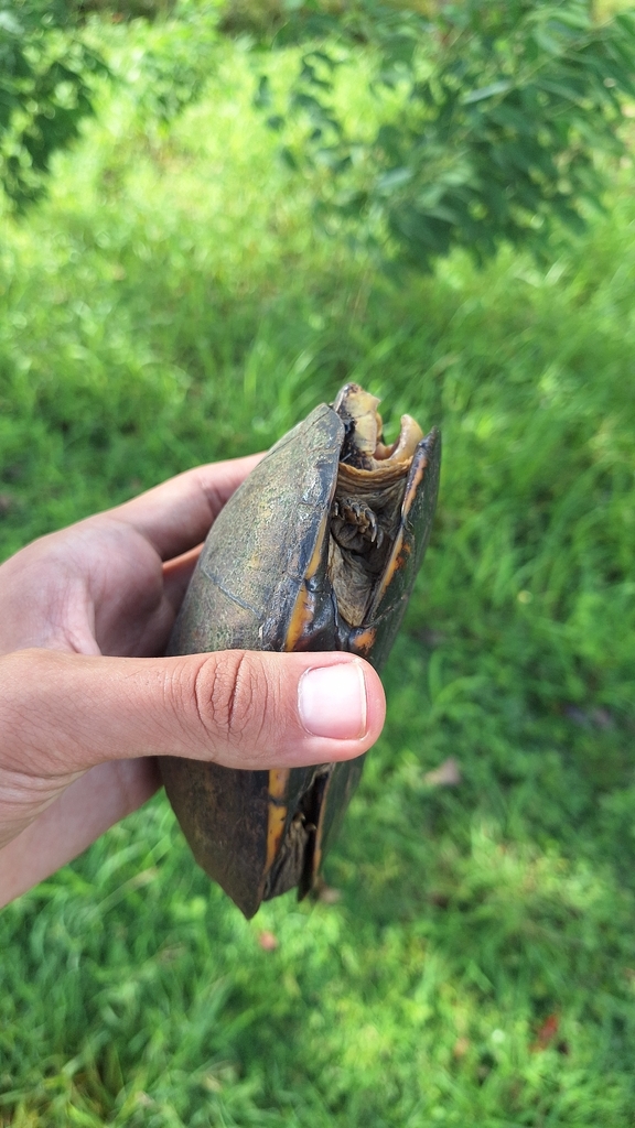 White-throated Mud Turtle