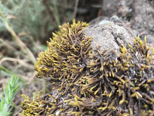 Hedwigidium imberbe