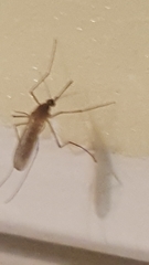 Culex pipiens