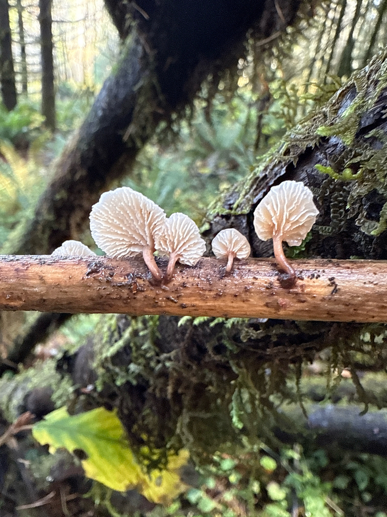 Lentinellus sp. 'tridentinus-PNW01'
