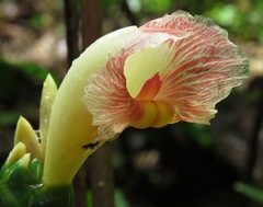 Costus arabicus