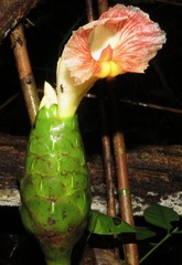 Costus arabicus