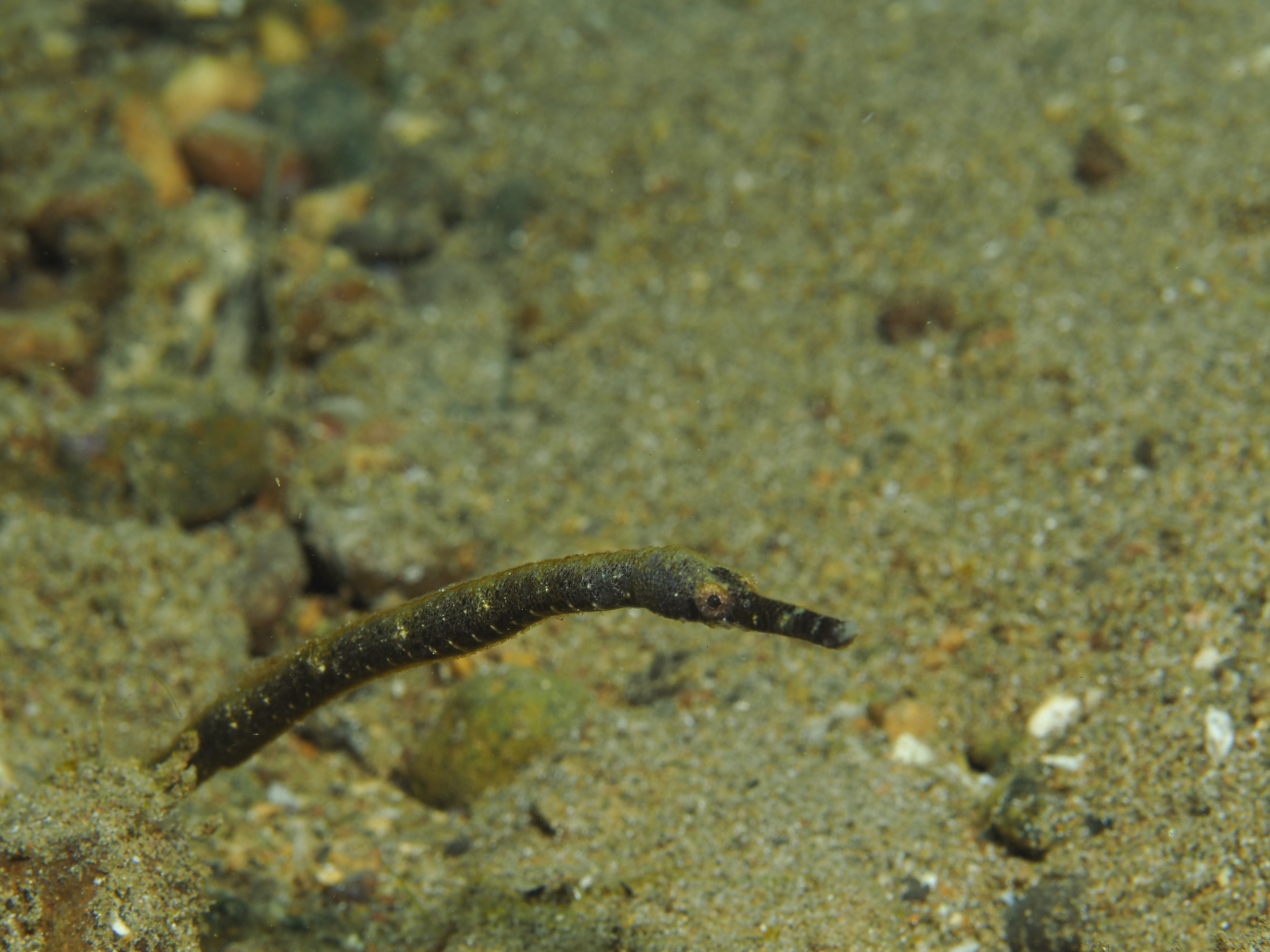 Long-Head Pipefish photo 8