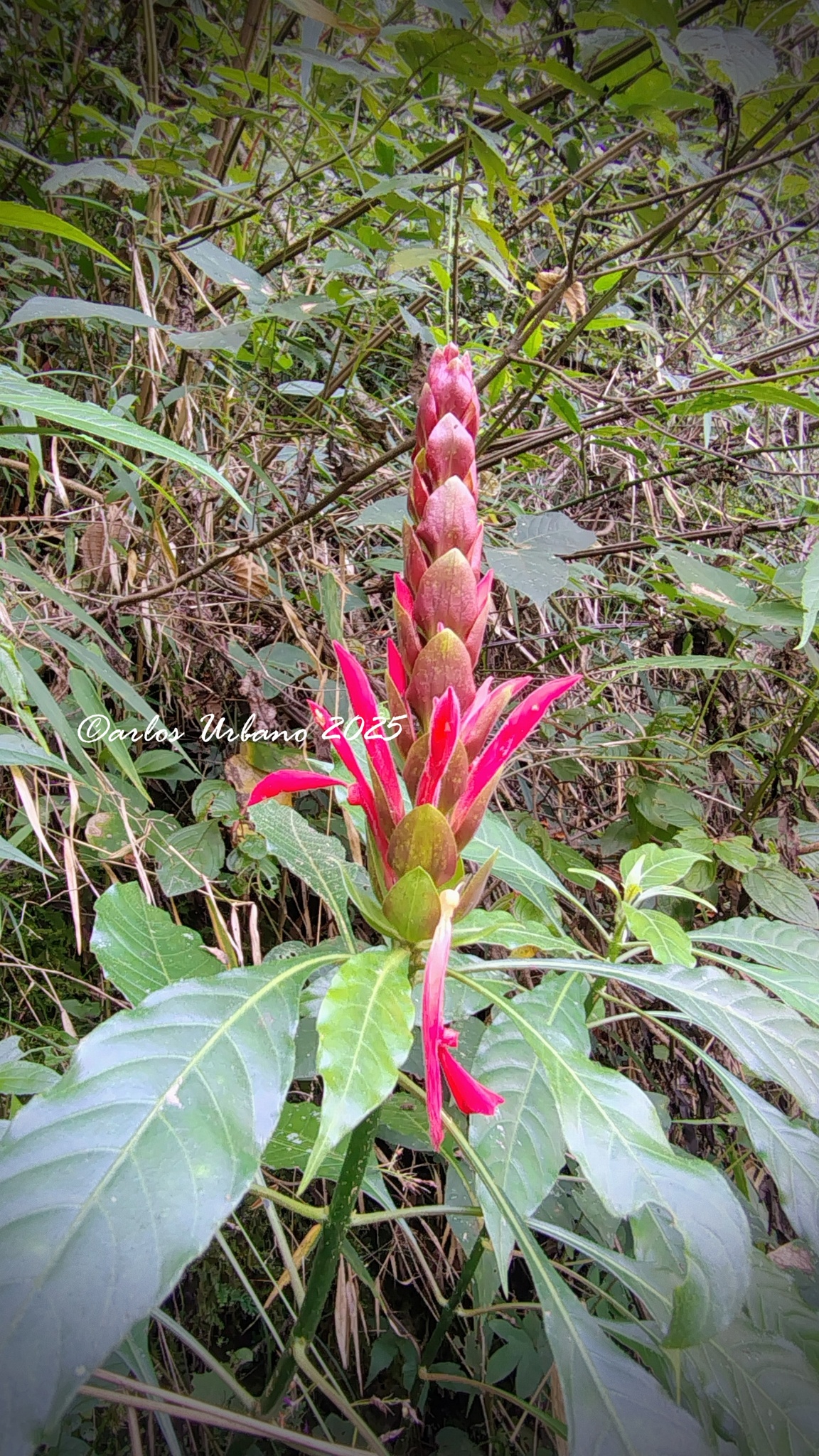 Aphelandra schiedeana Schltdl. & Cham.